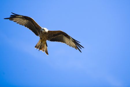 Bei einem Bussard wurde Geflügelgrippe nachgewiesen (© Anastasia Folmann / Fotolia)
